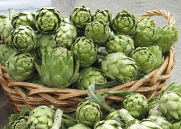 La carxofa del Prat: tresor gastronòmic de la terra de Barcelona